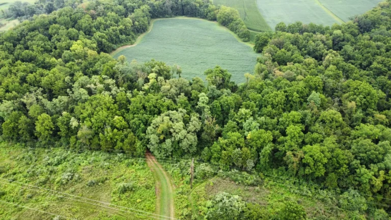 An aerial view shows Dales Ridge Trail, featuring a dense treeline separating a large field of green crops from what appears to be another cultivated field.